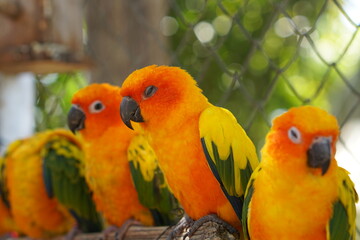 Colorful parrots in the park