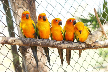 Colorful parrots in the park