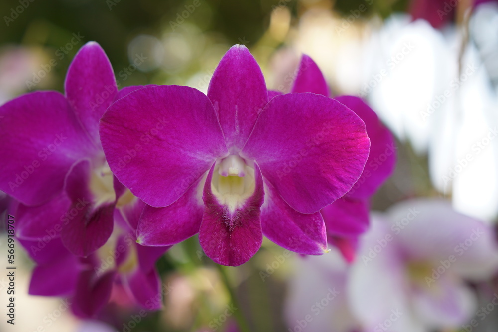 Poster Beautiful orchid flowers in the park