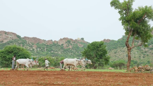 Group of farmers at farmland ploughing using bulls or cattle's in traditional way - concept of harvesting season, monsoon and village lifestyle