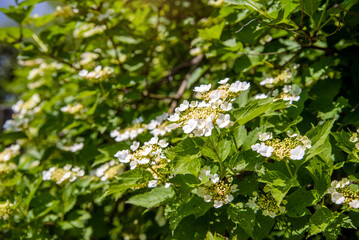 Blooming viburnum in the spring garden
