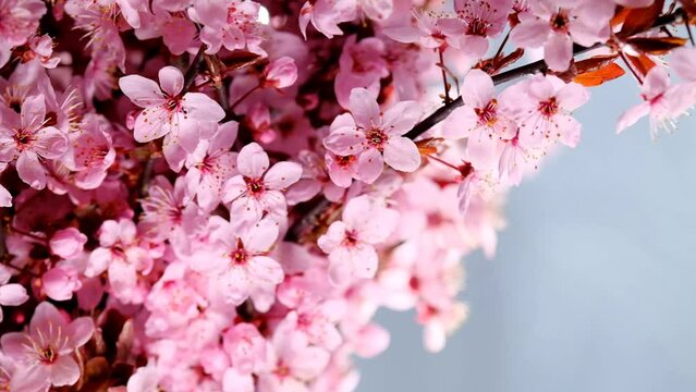 Spring time. Pink flower on a light blue blurred background. Pink flowering branches. Spring beautiful blooming background in pink and purple color.Beautiful spring wallpaper. 4k footage