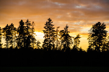 sunset in the forest