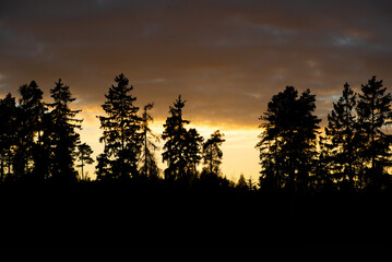 sunset in the forest