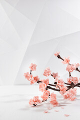 Pink cherry sakura flowers on twig as decoration in soft light elegant modern interior in geometric...