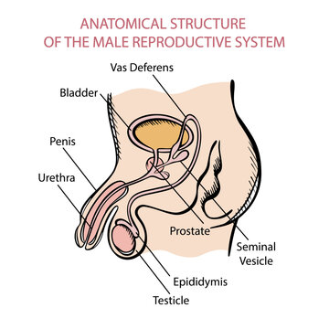 MALE REPRODUCTIVE SYSTEM Scheme For Medical Education The Structure Of Human Body Hand Drawn Sketch Anatomical Vector Illustration With Explanatory Text