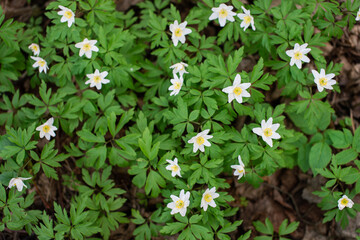 Anemone anemone in the garden in nature