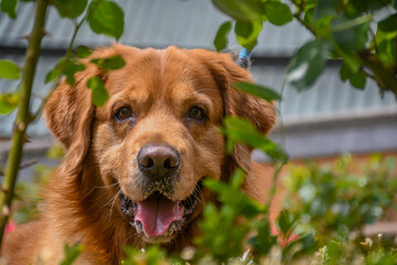 Dog golden retriever