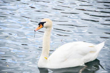 swan on the lake