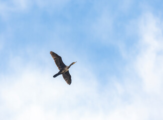 seagull in flight