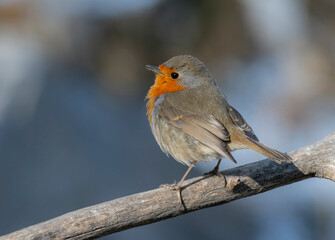 robin in snow
