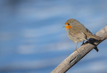 robin on a branch