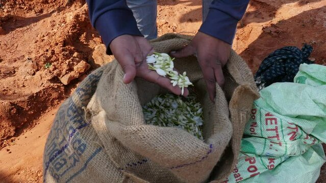 Closeup of hands checking the quality of fresh jasmine flowers