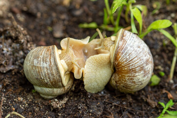 Copulation of the escargot (Helix pomatia, the Roman snail, Burgundy snail) 
