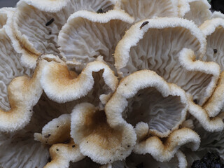 Pilz auf Totholz im Eifelwald