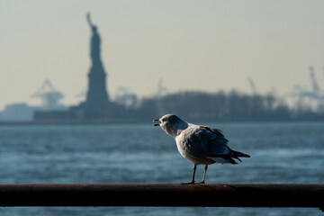 seagull on the pier statue of liberty