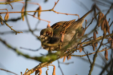 Haussperling (Passer domesticus)