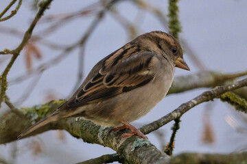 Haussperling (Passer domesticus)