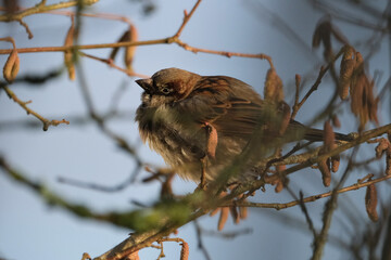 Haussperling (Passer domesticus)