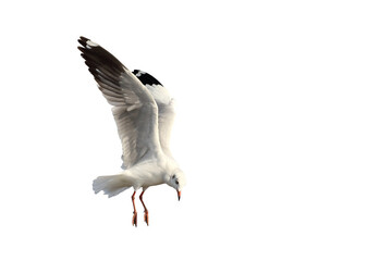 Beautiful seagull flying isolated on transparent background png file