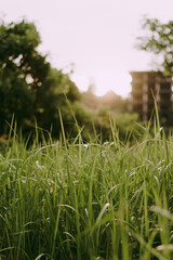 Grass in the sun's rays close-up. Ecology and nature. Themes of freshness and clean air. Greenery and beauty. Blurry background in the sun's rays. Morning dew.