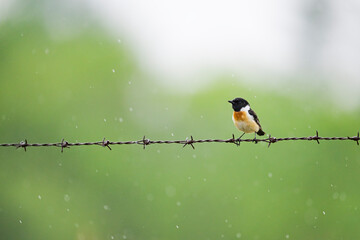 降雨の中のノビタキ雄