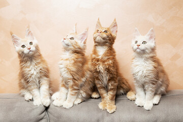 Playful Maine Coon kittens. Four purebred kittens in the apartment