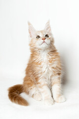 Fototapeta premium Thoroughbred pet nursery. Playful Maine coon kitten on a white background