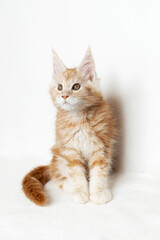 Maine Coon kitten on a white background. Purebred kitten of two months