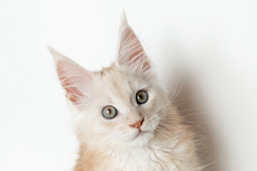 Close-up of the muzzle of a Maine Coon kitten