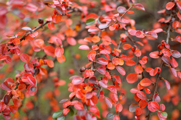 rock cotoneaster plant in bright red color