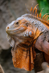 close up of a iguana