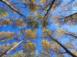golden poplar trees crowns in sunlight with blue sky low angel view 