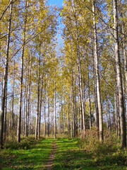 poplar trees forest in golden autumn colors