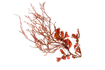 Red seaweed or rhodophyta algae branch isolated transparent png