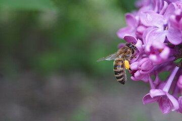 bee on a flower
