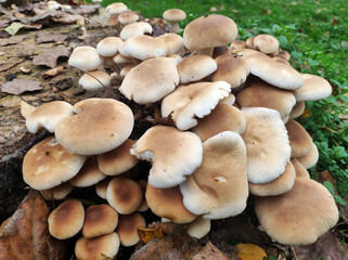 bunch of wild mushrooms growing on the cut tree trunk