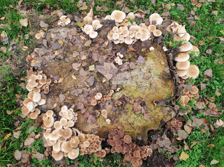 bunch of wild mushrooms growing on the cut tree trunk