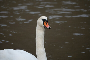 Höckerschwan (Mute swan)