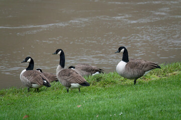 Kanadagans (Branta canadensis)