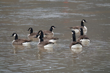 Kanadagans (Branta canadensis)