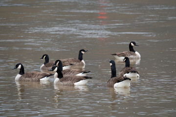 Kanadagans (Branta canadensis)