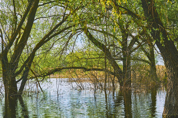 Fototapeta na wymiar Spring high water. Arch of green trees and bushes flooded with large river water
