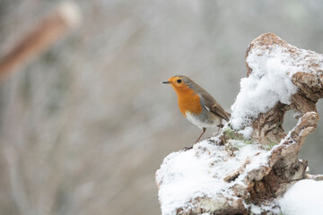 Rotkehlchen (Erithacus rubecula)
