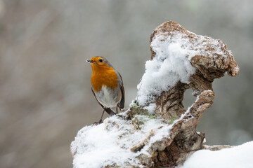 Rotkehlchen (Erithacus rubecula)
