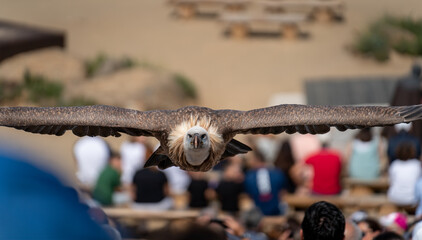 Spectacular vulture flying towards the camera over the crowd