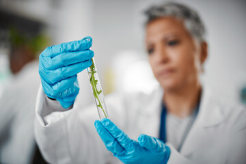 Plant scientist, hands or test tubes in laboratory pharma, medical science research or gmo food...