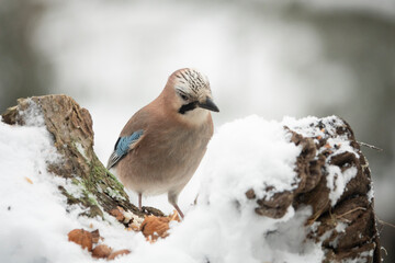 Eichelhäher (Garrulus glandarius)