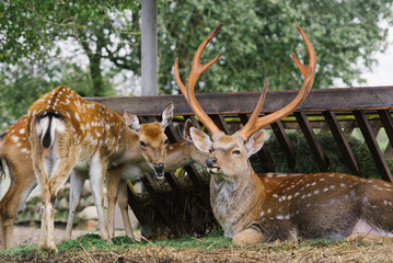 Male deer with antlers lies surrounded by other deer in a zoo corner