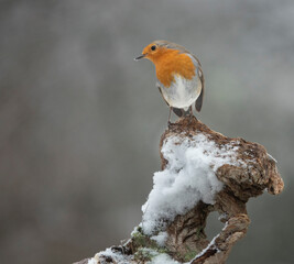 Rotkehlchen (Erithacus rubecula)